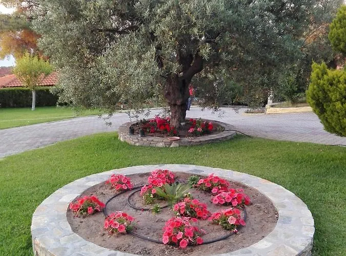 Elena & 沃尔沃罗